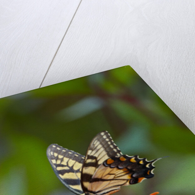 Swallowtail Butterfly by Anonymous