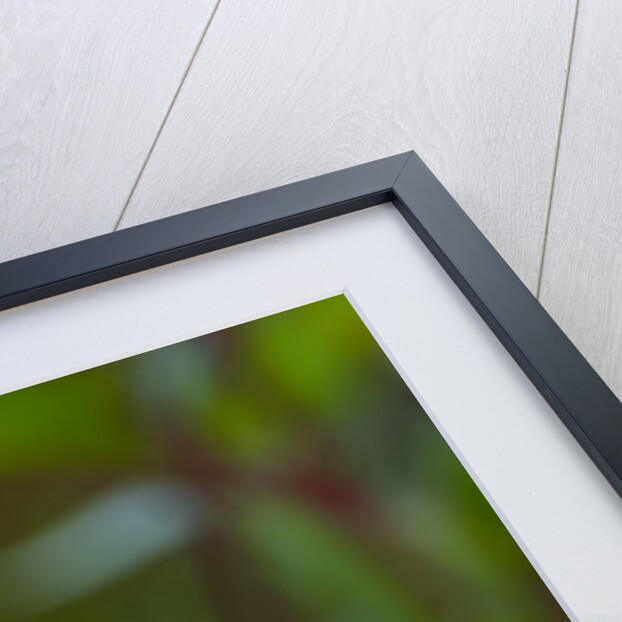 Swallowtail Butterfly by Anonymous