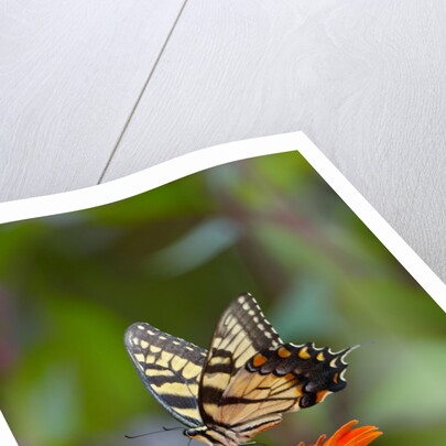 Swallowtail Butterfly by Anonymous