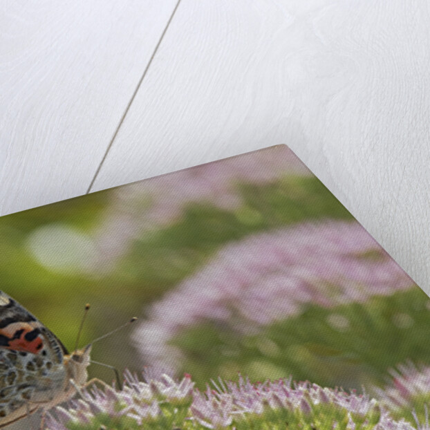 Painted Lady Butterfly by Anonymous
