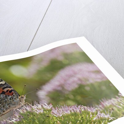 Painted Lady Butterfly by Anonymous