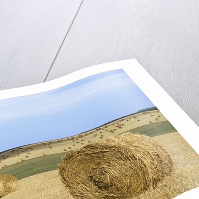View of a field of haystacks by Anonymous