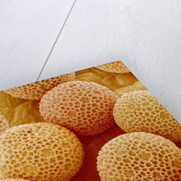 Paper Bush Pollen by Anonymous