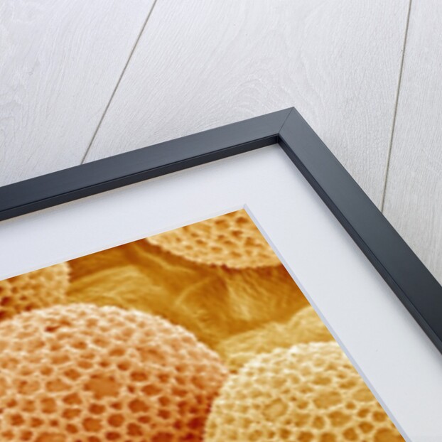 Paper Bush Pollen by Anonymous