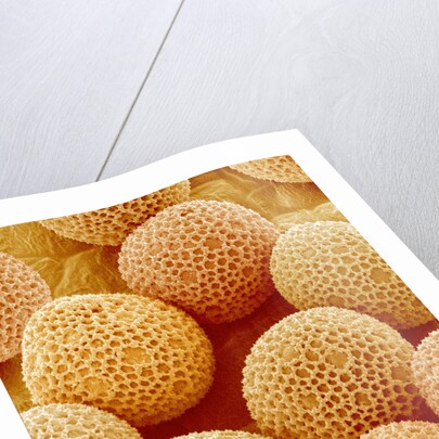 Paper Bush Pollen by Anonymous