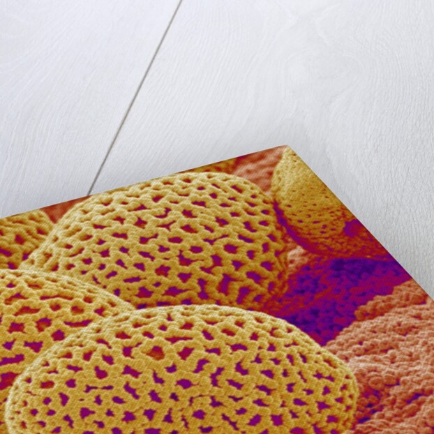 Lily Pollen by Anonymous