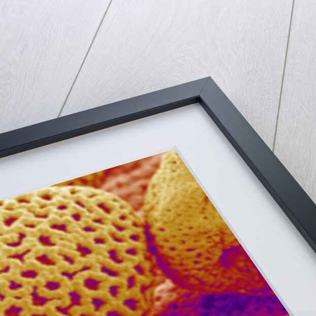 Lily Pollen by Anonymous