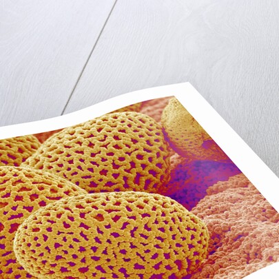 Lily Pollen by Anonymous