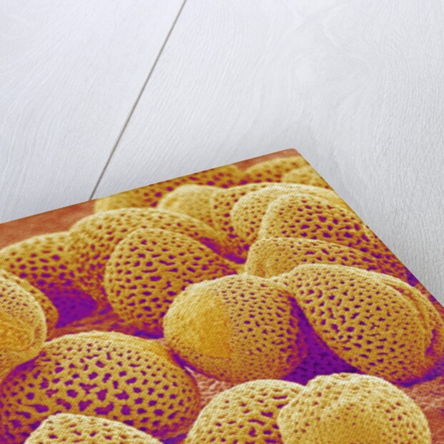 Lily Pollen by Anonymous
