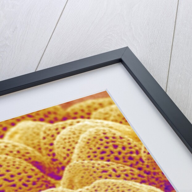 Lily Pollen by Anonymous