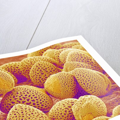 Lily Pollen by Anonymous