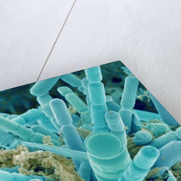 Sea Diatom by Anonymous