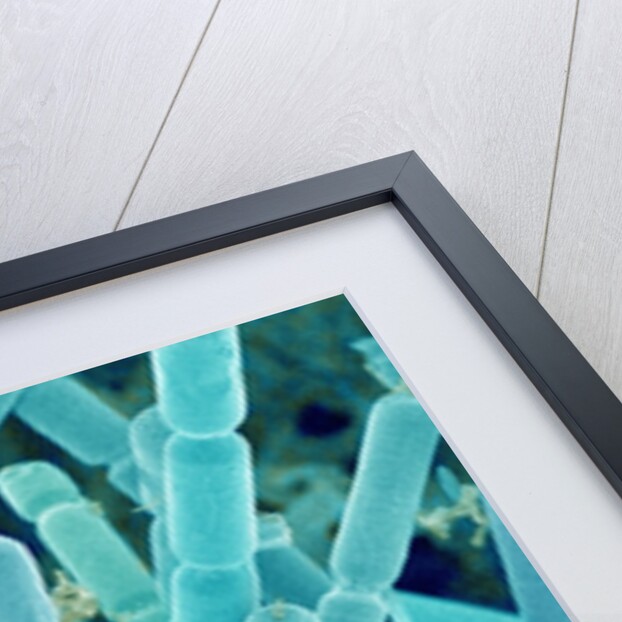 Sea Diatom by Anonymous