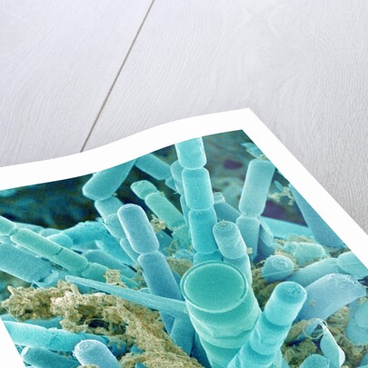 Sea Diatom by Anonymous