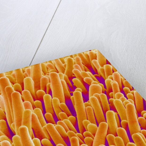 Outer Cells on Petal of Cymbidium Plant by Anonymous