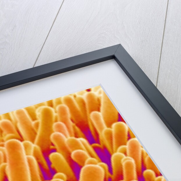 Outer Cells on Petal of Cymbidium Plant by Anonymous