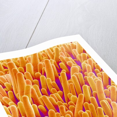 Outer Cells on Petal of Cymbidium Plant by Anonymous