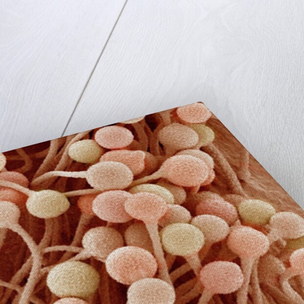 Petal of a Snapdragon by Anonymous