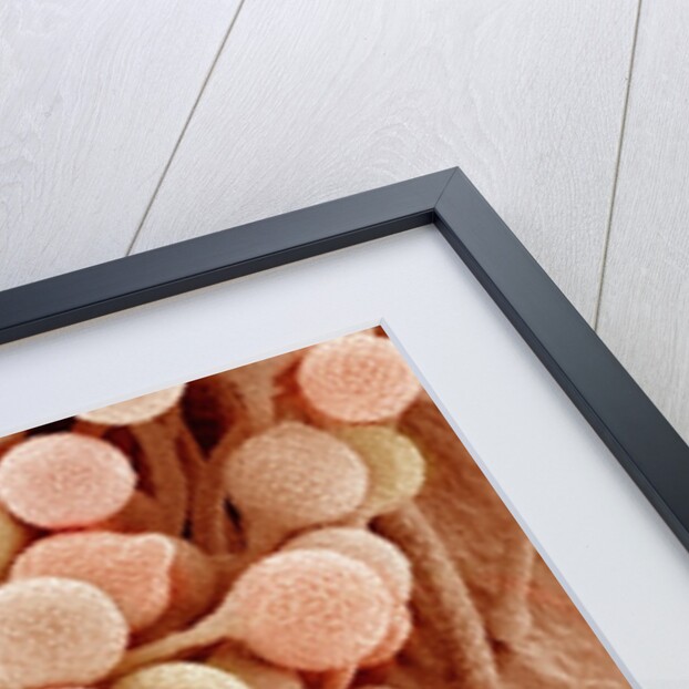 Petal of a Snapdragon by Anonymous