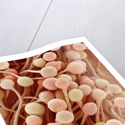 Petal of a Snapdragon by Anonymous