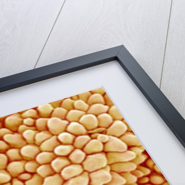 Petal of a Figwort by Anonymous