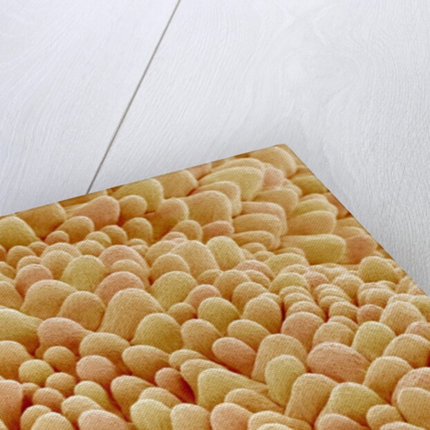 Petal of a Figwort by Anonymous