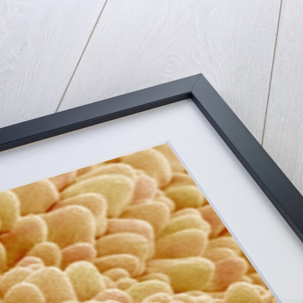 Petal of a Figwort by Anonymous