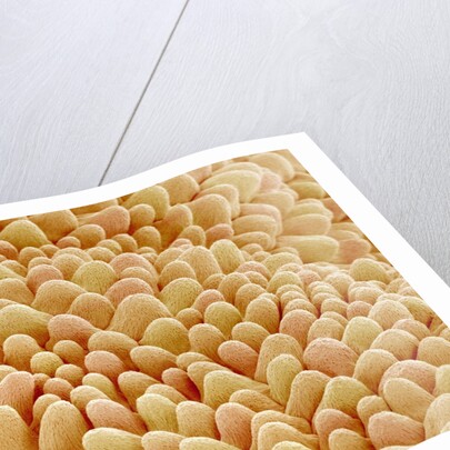 Petal of a Figwort by Anonymous