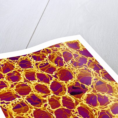 Blood Vessel Cast from Stomach of a Rat by Anonymous