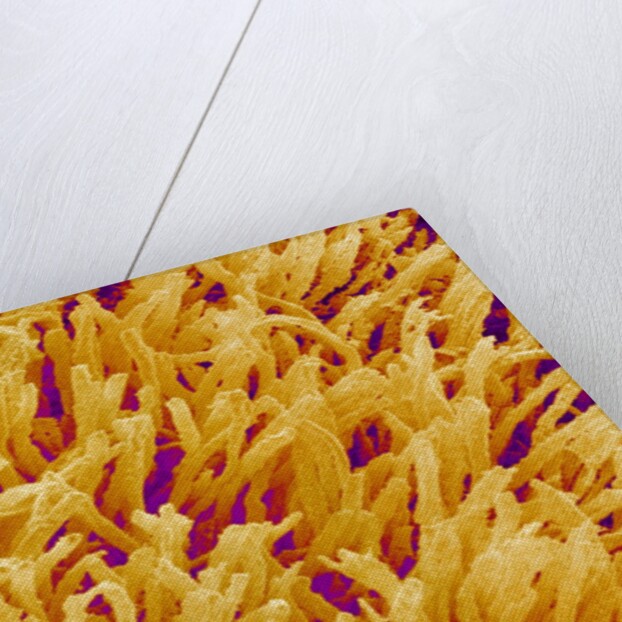 Rod and Cone Layer of Retina of Rabbit by Anonymous