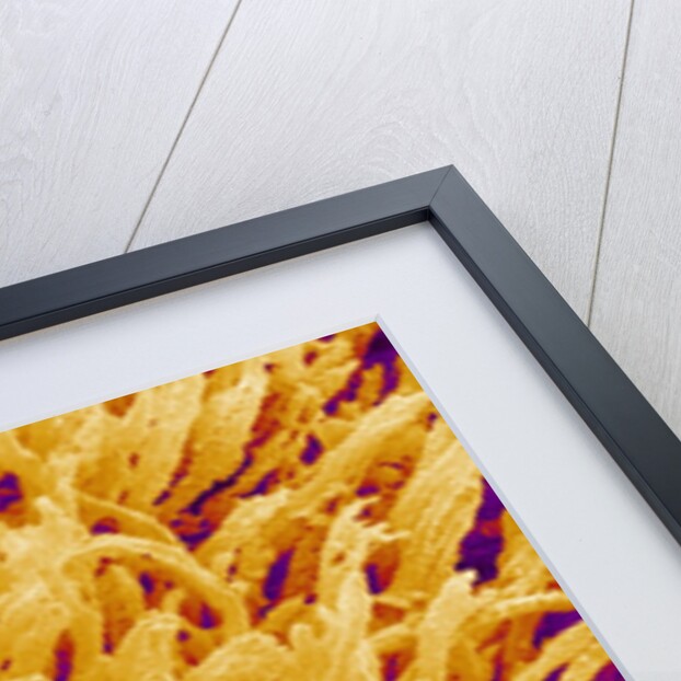 Rod and Cone Layer of Retina of Rabbit by Anonymous