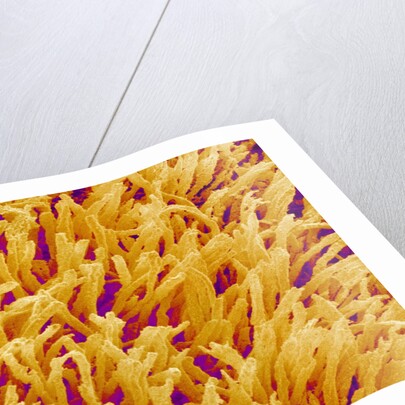 Rod and Cone Layer of Retina of Rabbit by Anonymous