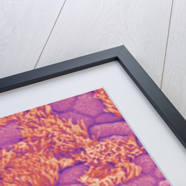 Trachea of a Rat by Anonymous