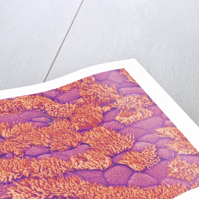 Trachea of a Rat by Anonymous