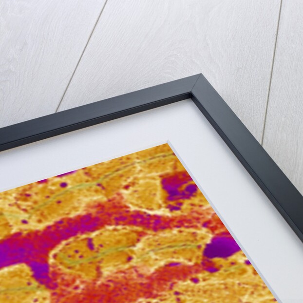 Interior of Rat Liver by Anonymous