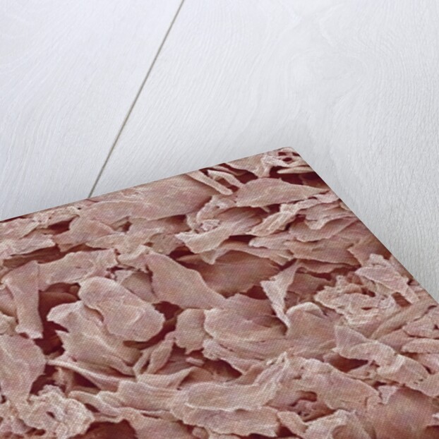 Fingernail by Anonymous