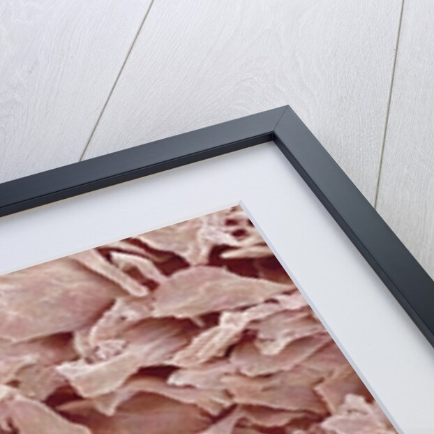 Fingernail by Anonymous