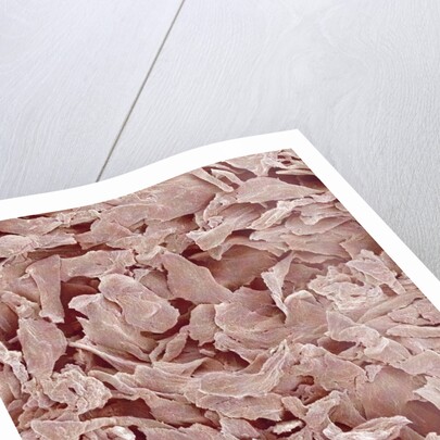 Fingernail by Anonymous