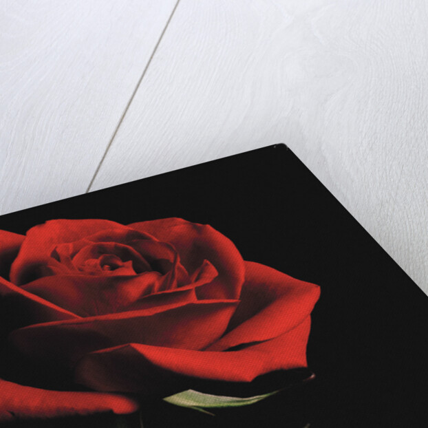 Red Rose by Anonymous