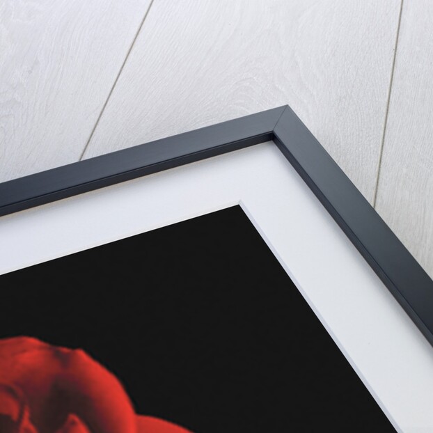 Red Rose by Anonymous