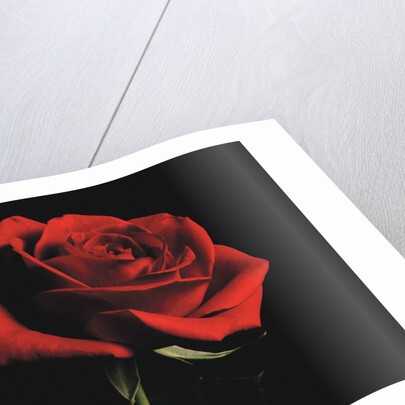 Red Rose by Anonymous