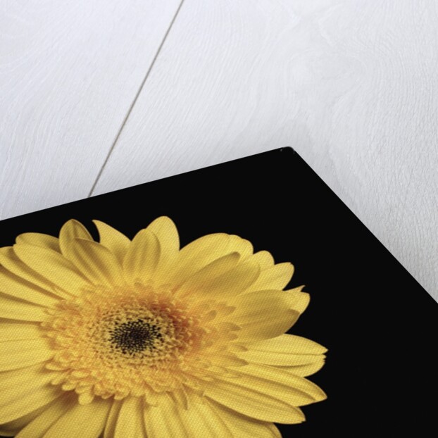 Gerbera Daisy by Anonymous