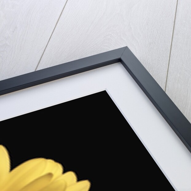 Gerbera Daisy by Anonymous