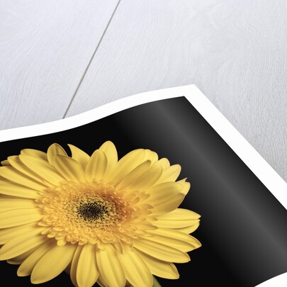 Gerbera Daisy by Anonymous