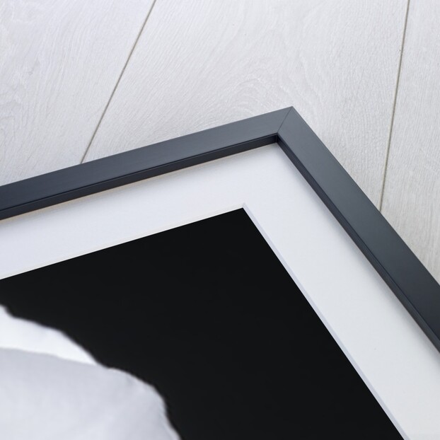 White Orchid by Anonymous