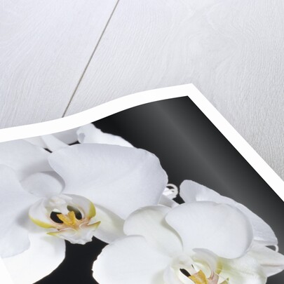 White Orchid by Anonymous