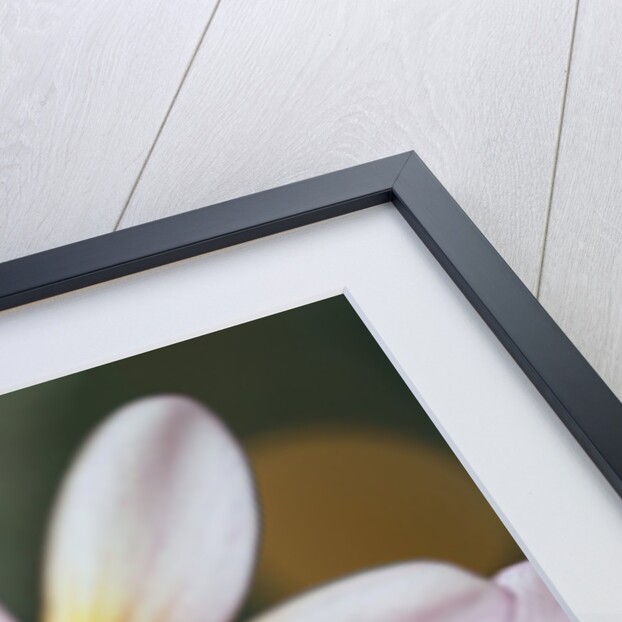 Close-up of exotic flowers by Anonymous