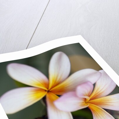 Close-up of exotic flowers by Anonymous