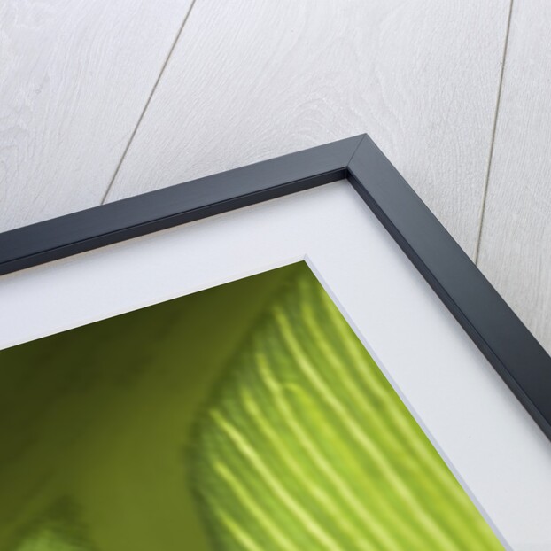 Close up view of the ridge of a leaf by Anonymous