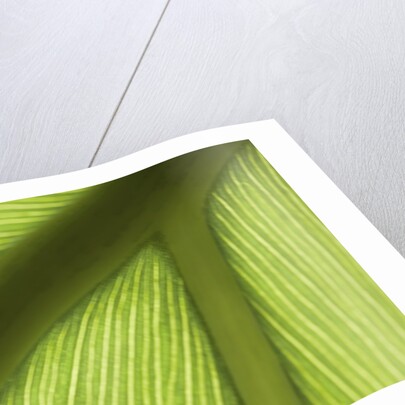 Close up view of the ridge of a leaf by Anonymous